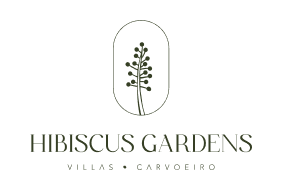 Hibiscus, Carvoeiro  Hibiscus, Carvoeiro